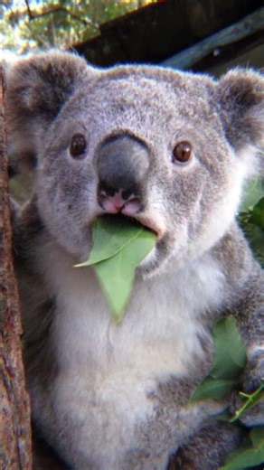 Joe Rogan on the Practical Use of Jiu Jitsu for Self Defense | JRE