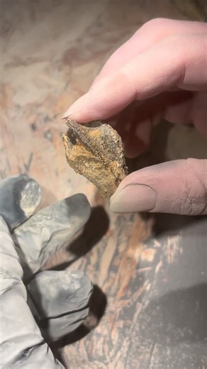 Wyoming Fossils on Instagram: "This video shows the preparation process of a Triceratops tooth recovered from the Lance Creek Formation. Using an air abrasive unit, I carefully remove the surrounding matrix to reveal the tooth’s natural shape, surface texture, and fine details. From quarry discovery to lab prep, this is a behind-the-scenes look at how patience and precision bring a Late Cretaceous fossil back to life. #fossil #wyoming #paleotology #fossils #fossilprep #fossilspecimens #fossilpre