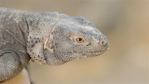 Chuckwalla Lizards Are Some of the Most Interesting Animals in the World