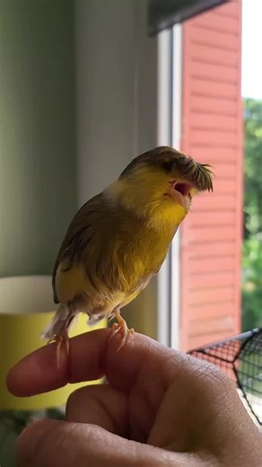 Gloster Canary Song Compilation