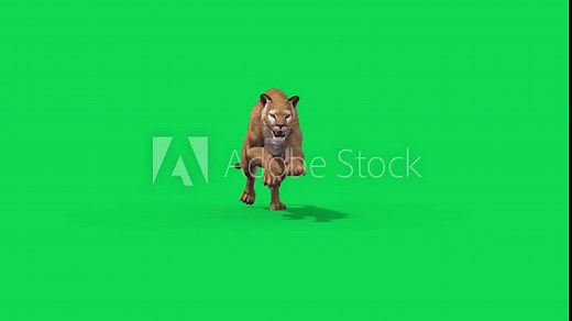 Puma Green Screen Runs Front Animals 3D Rendering Animation