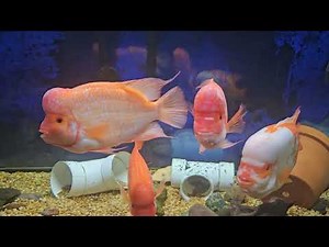 Amphilophus Citrinellus pure bred midas cichlids...larger tank created larger fish...