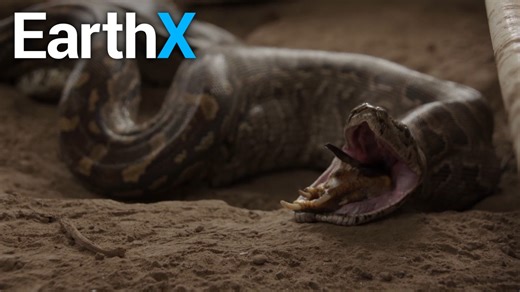 INCREDIBLE | Python Eats Impala | Snake Season | EarthX