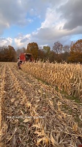 INTERNATIONAL 1480 Combine Harvesting Corn #bigtractorpower #internationalharvester #caseih | Bigtractorr