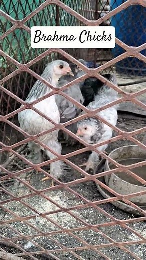 Brahma Chickens: The Giants of the Poultry World