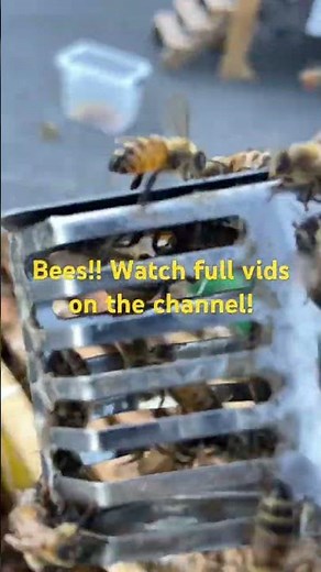 Bee hive removal from wire spool #bee #beehive #beeremoval
