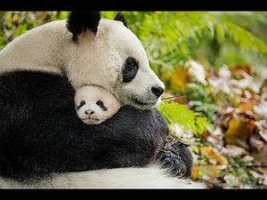 A Panda's Life | National Geographic - Conservation Documentary