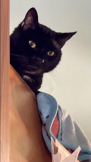 Adorable Cute Cats Having the Best Day Ever! 🐾Funny, Playful & Heartwarming #catshorts #catvideos