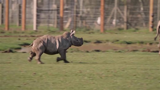 Baby rhino and giraffes make outdoor debut at UK’s largest zoo