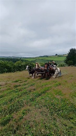 No Blinkers?! 👀 We're often asked why we don't use Blinkers? Our horses are trained without Blinkers as they do a number of different jobs, like Ploughing and forestry. Forestry in particular can be in crampt and hazardous places and it's helpful to you and your horse if they can see where they are going! If a horse is introduced to work in stages and gets used to seeing different things behind them in a way they feel comfortable with, there is no reason to use blinkers, and restrict one of you
