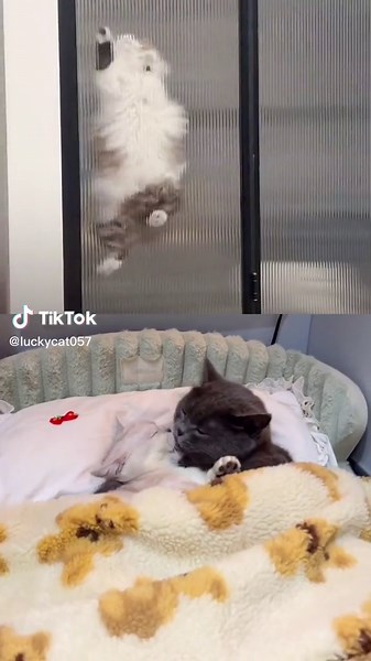 Alano on TikTok