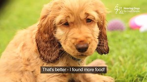 Meet our latest sponsor puppy recruit - adorable Indiana! He's just started his puppy training and will one day become a life-changing hearing dog (once he's finished his snacks). Watch this adorable video of him and see more pics of him here >> https://www.hearingdogs.org.uk/sponsor/indiana/?source=PSFBAD | Hearing Dogs for Deaf People