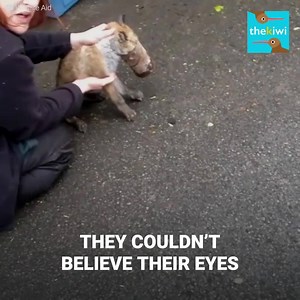 This fox cub had a can stuck in his head, and he couldn’t even eat or drink… They didn’t know how he was breathing, but they knew they had to immediately help him if they wanted to save his life. Credits: Wild Life Aid https://www.youtube.com/user/TheWildlifeAidTV To help more animals in problems, visit: https://www.wildlifeaid.org.uk/donate-to-waf/ | The Kiwi