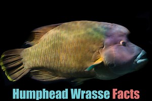 Humphead Wrasse Facts, Pictures & Info: Coral Reef Endangered Fish
