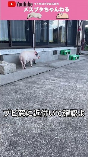 【メスブタは待ち遠しい】マイクロブタのスピカの日常 #可愛い #ミニブタ #minipig #癒し #マイクロブタ #pig #ブタ#piggy #マイクロブタ ご飯 ＃マイクロブタ 大人 ＃メスブタ