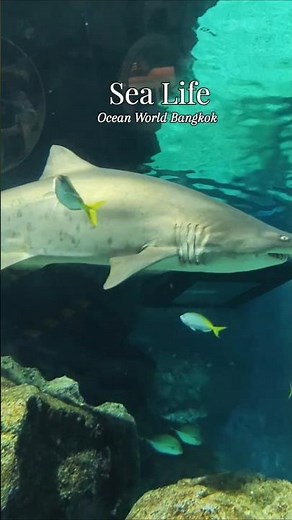 Inside Sea Life Ocean World Bangkok 🐠🇹🇭 | Sharks & Jellyfish in Thailand 🦈🐟