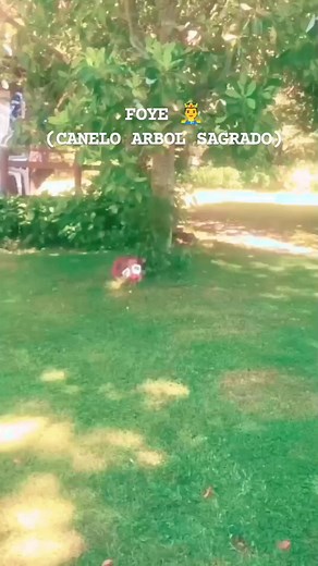 Foye o Canelo ... El árbol sagrado de los Mapuches El canelo ​ es un árbol siempreverde que habita en gran parte de Argentina occidental y Chile. Es uno de los árboles sagrados del pueblo mapuche y en su idioma se llama foye o foyke. Llamado “Foye” en mapudungún, simboliza el eje cósmico o Axis Mundis y el punto de intersección de éste con el plano horizontal de la Tierra (mapu), define el centro del mundo. Usos populares: entre los mapuche el canelo es un árbol sagrado de gran significado socia