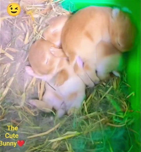 The cutest bunny sleep time# very🥰❤🥰 beautiful#short video