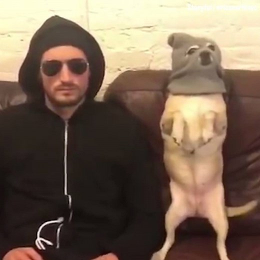 4.1M views · 83K reactions | 'The pug life chose me...'  | LADbible | Facebook