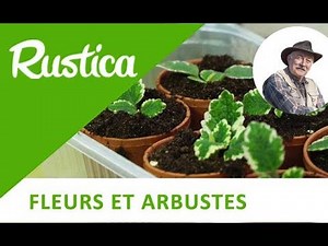 How to propagate plectranthus