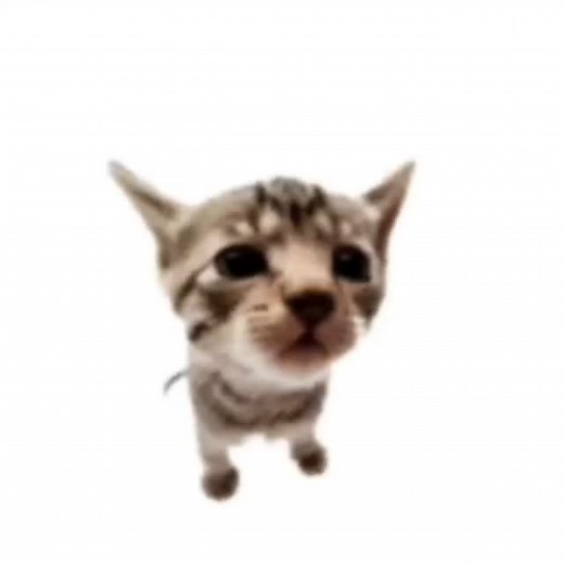 El_Gatito | Born to explode, forced to come back and dance Use Elgatito In Fortnite item shop pls ㅤ ㅤ ㅤ ㅤ ㅤ ㅤ ㅤ #cats #meme #elgatito #fyp #reels... | Instagram