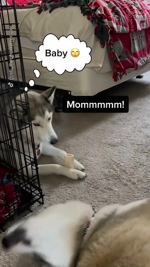 Hilarious Husky Talking Back Compilation
