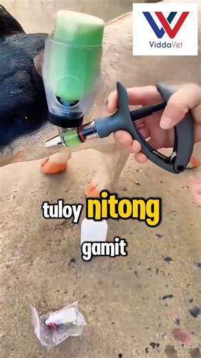 3 in 1 Continuous Syringe Bundle Toolkit❗❗🐷 with: ✅ Automatic Continuous Syringe 🐷 ✅ 10 pcs Assorted Needles 🐷 ✅ Crayon Marker 🐷 Mas pinasulit at pinamurang 🐷 3 in 1 bundle! dito lang mabibili. Kaya order na sa Viddavet! 😊 Mag message lang para sa mga gustong mag order at may mga inquiries! | Viddavet Ph