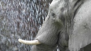 Download A close up of an elephant with its trunk out for free