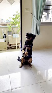 Download Feeding the dog at home, smart dog, salutation every time before eating, lovely dog. for free