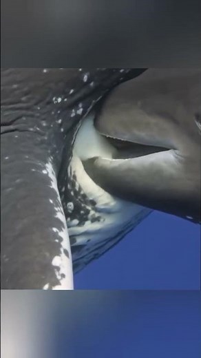 This is why scientists classify whales as mammals