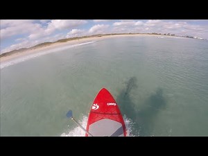 Mobbed by Sharks while SUP surfing
