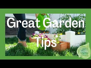 Wave Petunias Growing Tips for the Garden and Containers