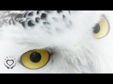 Reiki for the Eyes | Eyesight & Vision | Energy Healing