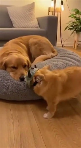 He really gave him a heart attack 😭 (Prank) #animalhealing #cuteanimals #ai