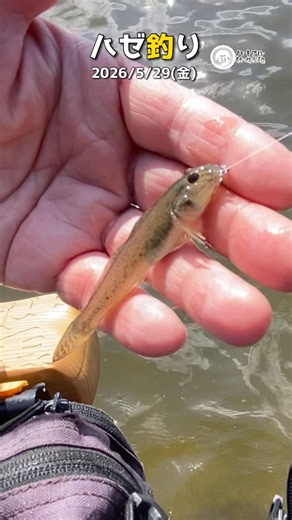 [Goby Fishing] Conditions for Catching Gobies in May, May 29, 2026 [Shorts] ①