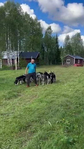Training sled dogs in summer, freeruning eurohound Alaskan husky