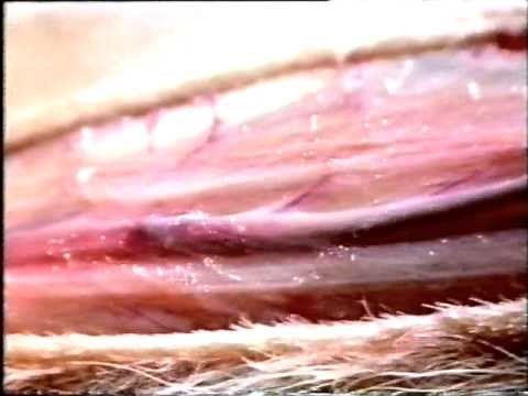 History File Medicine through Time P2 Science