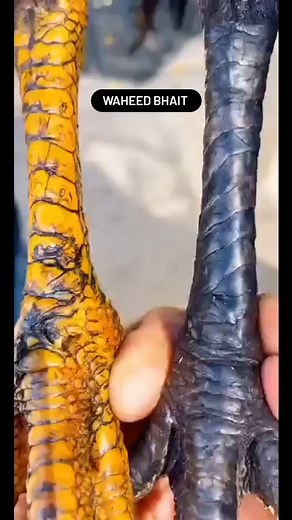 Chicken With Two Shank Colors #chickenshancolor #Poultrygenetics #Shankcolorvariation #Backyardchickens #viralvideo #shorts #trending | Waheed Bhait