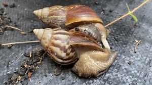 Giant African Snails are mating in the garden