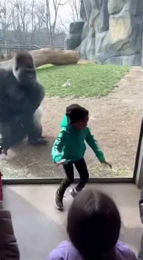 Gorilla Copies Kid Breakdance 🕺🐒