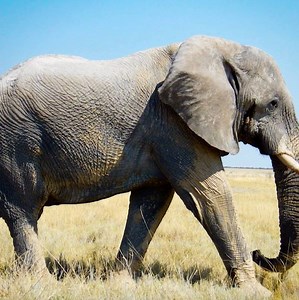 47K views · 124 shares | Elephants employ technology to battle the earth’s harsh climate. Just because our planet is hospitable for life doesn’t mean it’s comfortable! #NatureTech | National Geographic Animals | Facebook