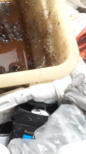 Turtle Rescue During Crime Scene Cleanup