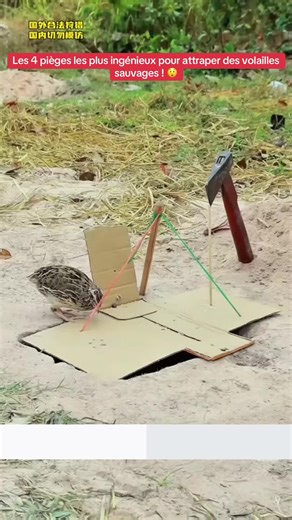 Comment fabriquer un piège efficace avec presque rien ?#piege ##physics #nature #Chasse