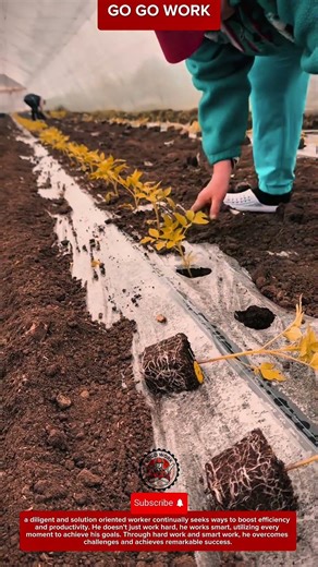 Manual Transplanting Technique for Planting Vegetable Seedlings in Farmland