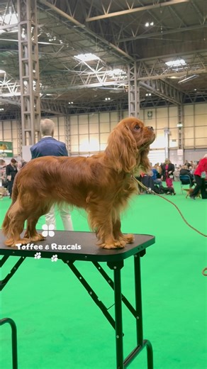 SAVE THE DATE ✨🐶 The world’s most iconic dog show is heading back to the NEC Birmingham from 5th–8th March 2026, proudly hosted by The Royal Kennel Club (UK) 🐩🏆 Crufts 2026 – Group Days: 🐶☀️🏆 📅 Dates: 5–8 March 2026 📍 Venue: NEC, National Exhibition Centre, Marston Green, Birmingham * Thursday, March 5: Working & Pastoral Groups. * Friday, March 6: Terrier & Hound Groups. * Saturday, March 7: Utility & Toy Groups. (remember this is the day for Cavaliers and Maltese!) * Sunday, March 8: Gu