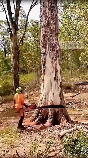 Tree Felling Gone Right – Epic Fall Captured!