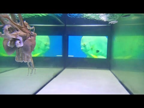 Smart Octopus Reacting to TV Screen
