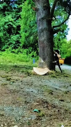 #satisfying #tree #asmr #oddlysatisfying #typ
