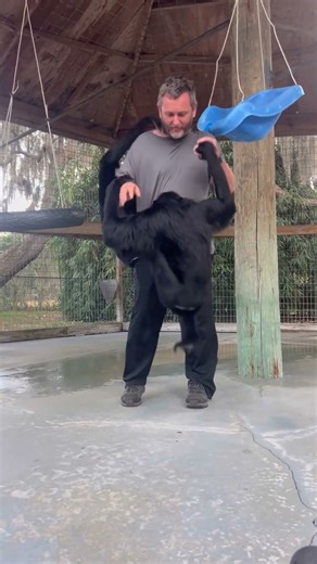 Playing with siamangs #siamang #primate #animals #cuteanimals
