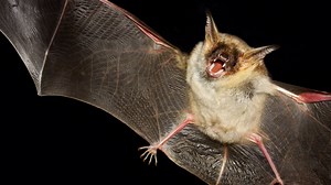 UT Students Working to Save Central Texas Bats from Infection